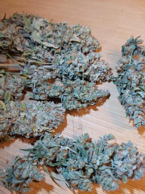 Kannabias run. Week 17