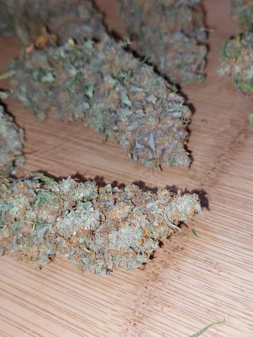 Kannabias run. Week 17