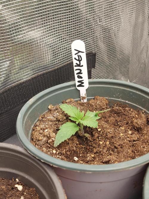 Kannabias run 2026. Week 3