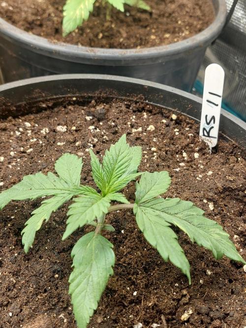 Kannabias run 2026. Week 3