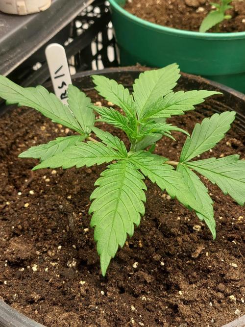 Kannabias run 2026. Week 3