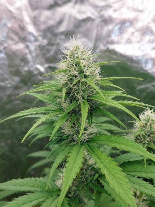 Kannabias run 2026. Week 7