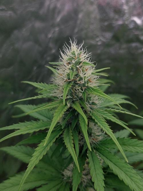 Kannabias run 2026. Week 7