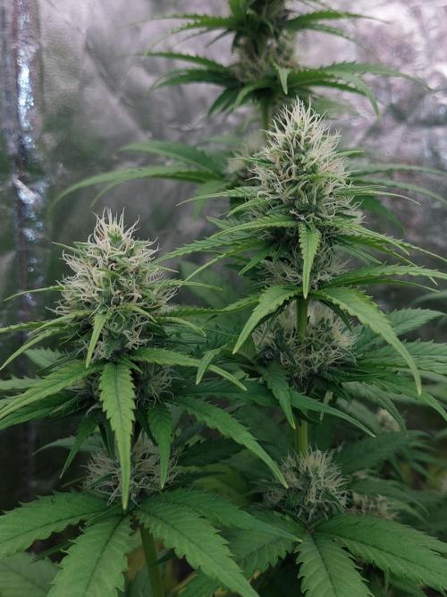 Kannabias run 2026. Week 7