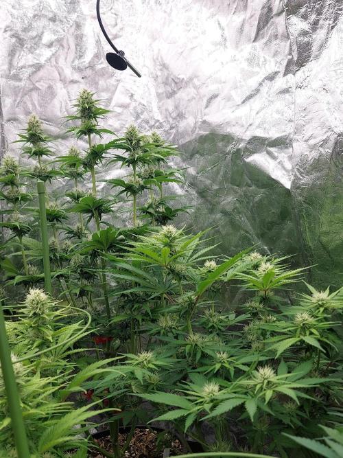 Kannabias run 2026. Week 7