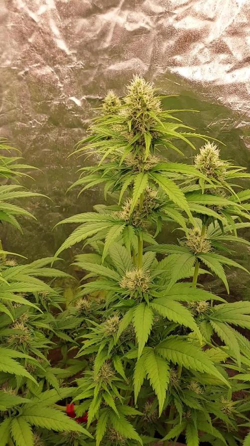 Kannabias run 2026