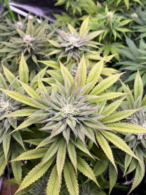 SweetSeeds f1 FV MR & SBC / M&O Grow#1 /. Week 4