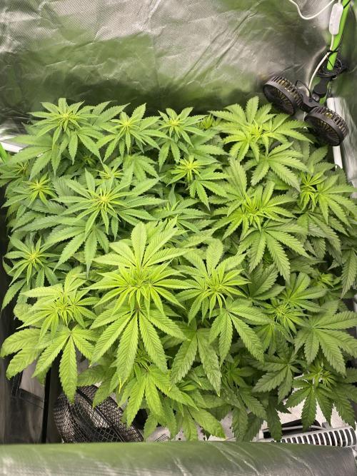 SweetSeeds f1 FV MR & SBC / M&O Grow#1 /. Week 1 - Mental Rainbow #1 von #3 ist schneller in der Blüte gegangen als die anderen.