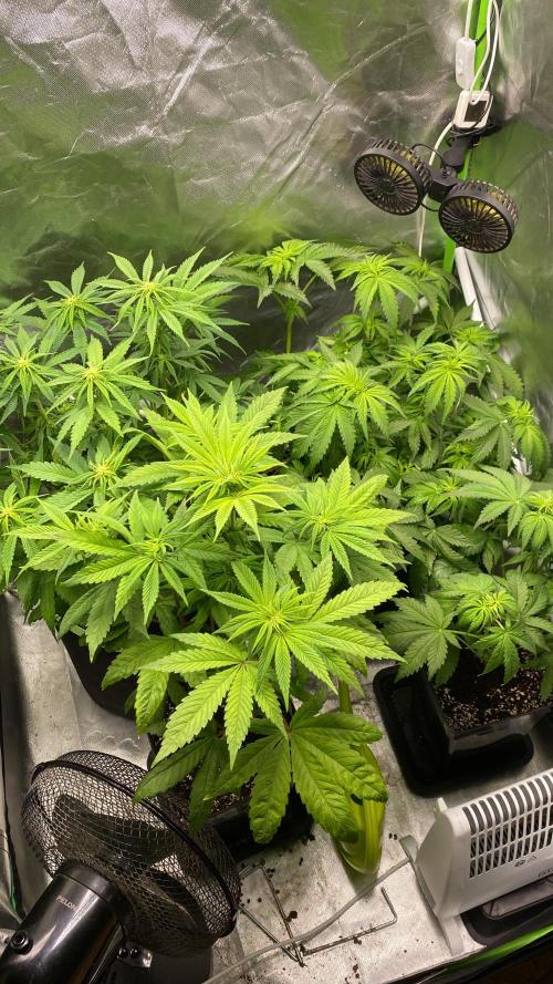 SweetSeeds f1 FV MR & SBC / M&O Grow#1 /. Week 1 - #Week1(2)
