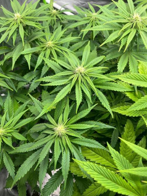 SweetSeeds f1 FV MR & SBC / M&O Grow#1 /. Week 2 - #MRB f1 #1 Upper