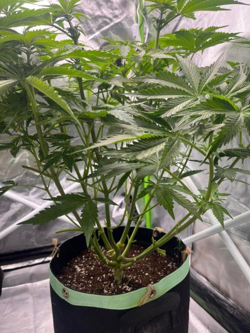 SweetSeeds f1 FV MR & SBC / M&O Grow#1 /. Week 2 - #MRB f1 #2