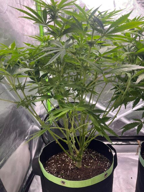 SweetSeeds f1 FV MR & SBC / M&O Grow#1 /. Week 2 - #MRB f1 #1