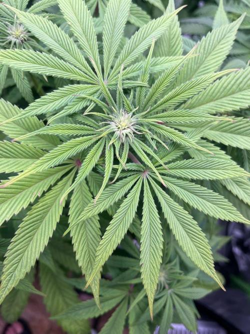 SweetSeeds f1 FV MR & SBC / M&O Grow#1 /. Week 2 - #SBC f1