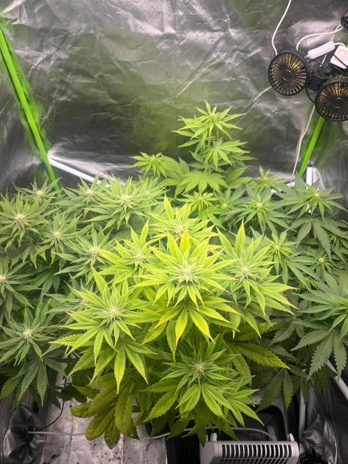 SweetSeeds f1 FV MR & SBC / M&O Grow#1 /. Week 3 - #MentalRainbow 
#StrawberryCola 
#BW3