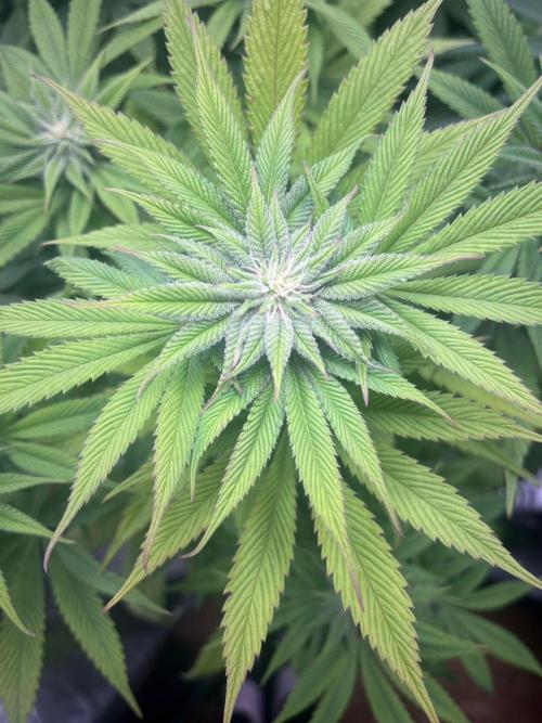 SweetSeeds f1 FV MR & SBC / M&O Grow#1 /. Week 3 - #SBC