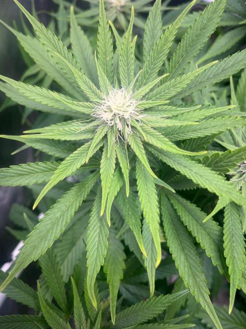 SweetSeeds f1 FV MR & SBC / M&O Grow#1 /. Week 3 - #MRB