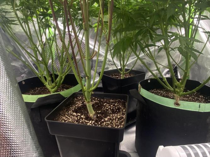 SweetSeeds f1 FV MR & SBC / M&O Grow#1 /. Week 3 - #SBC F1
#MRB f1 3x