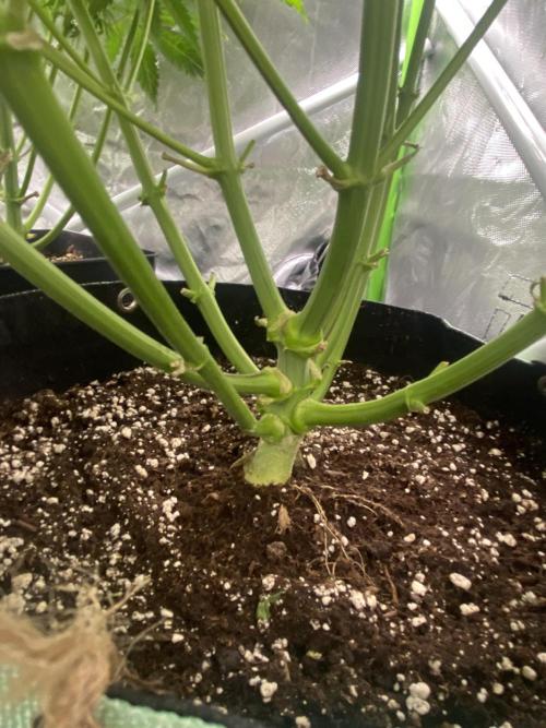 SweetSeeds f1 FV MR & SBC / M&O Grow#1 /. Week 3 - #MRB (rechts 3x getoppt)