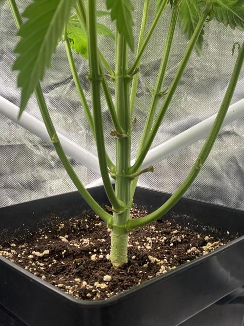 SweetSeeds f1 FV MR & SBC / M&O Grow#1 /. Week 3 - #MRB (hinten No topping)