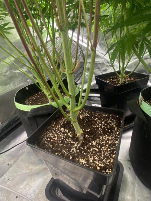 SweetSeeds f1 FV MR & SBC / M&O Grow#1 /. Week 3 - #SBC (No topping)