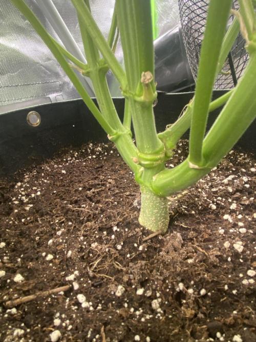 SweetSeeds f1 FV MR & SBC / M&O Grow#1 /. Week 3 - #MRB (Links 2x topping)