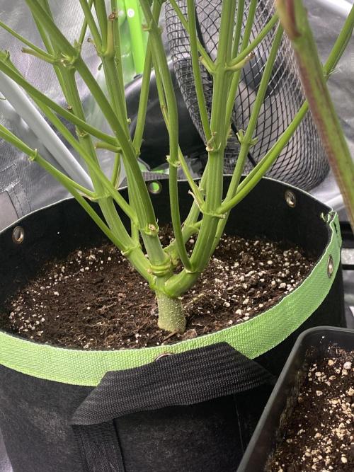 SweetSeeds f1 FV MR & SBC / M&O Grow#1 /. Week 3 - #MRB (Links)