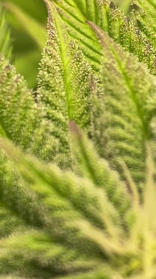 SweetSeeds f1 FV MR & SBC / M&O Grow#1 /