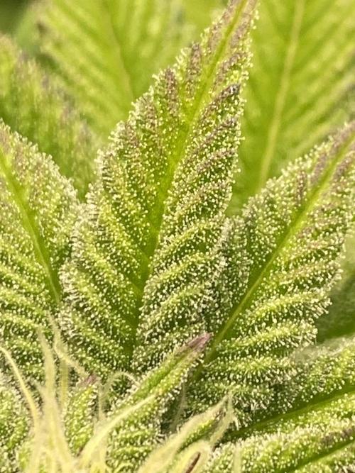 SweetSeeds f1 FV MR & SBC / M&O Grow#1 /. Week 3 - #SBC