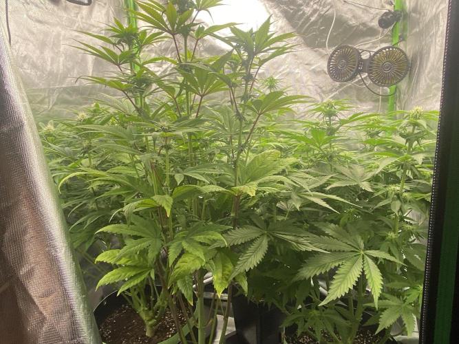 SweetSeeds f1 FV MR & SBC / M&O Grow#1 /. Week 3 - #All