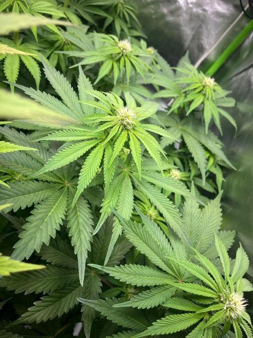 SweetSeeds f1 FV MR & SBC / M&O Grow#1 /. Week 3 - #MRB (Rechts)