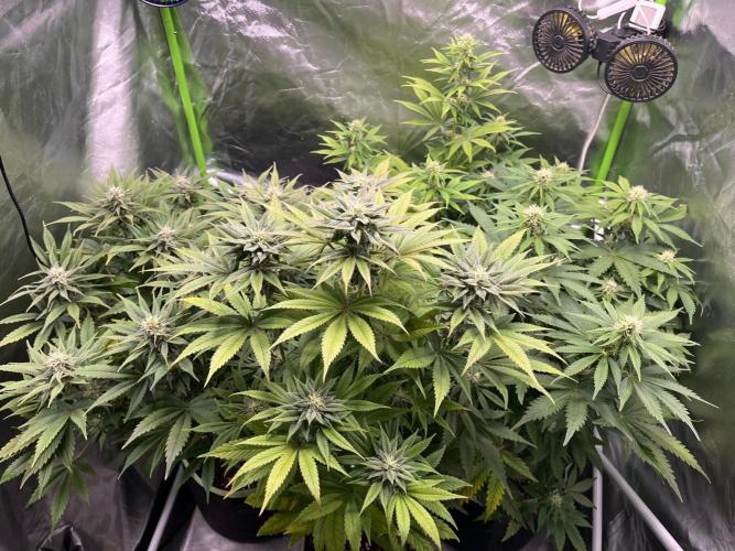 SweetSeeds f1 FV MR & SBC / M&O Grow#1 /. Week 4