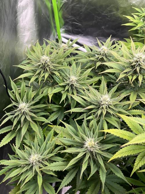 SweetSeeds f1 FV MR & SBC / M&O Grow#1 /. Week 4