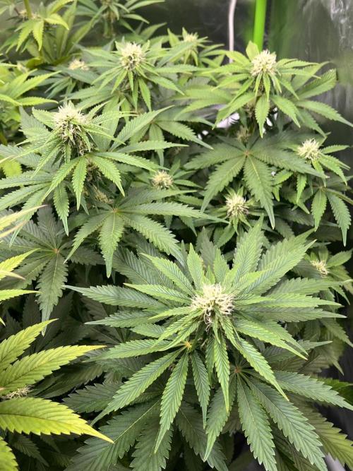 SweetSeeds f1 FV MR & SBC / M&O Grow#1 /. Week 4