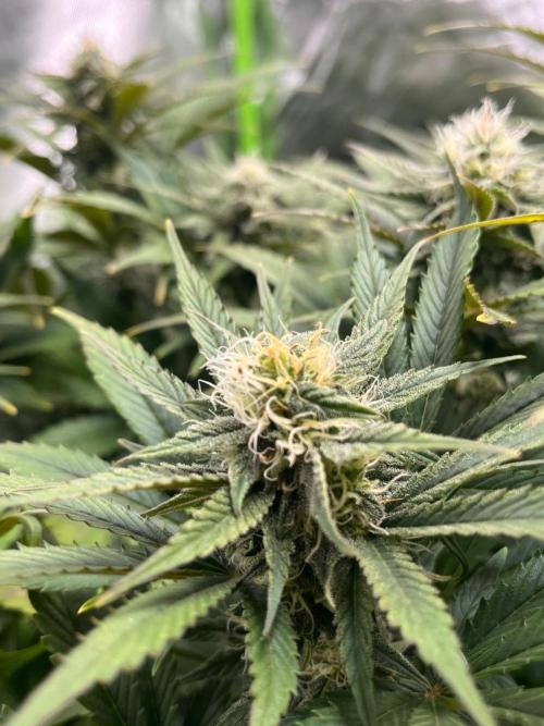 SweetSeeds f1 FV MR & SBC / M&O Grow#1 /. Week 4