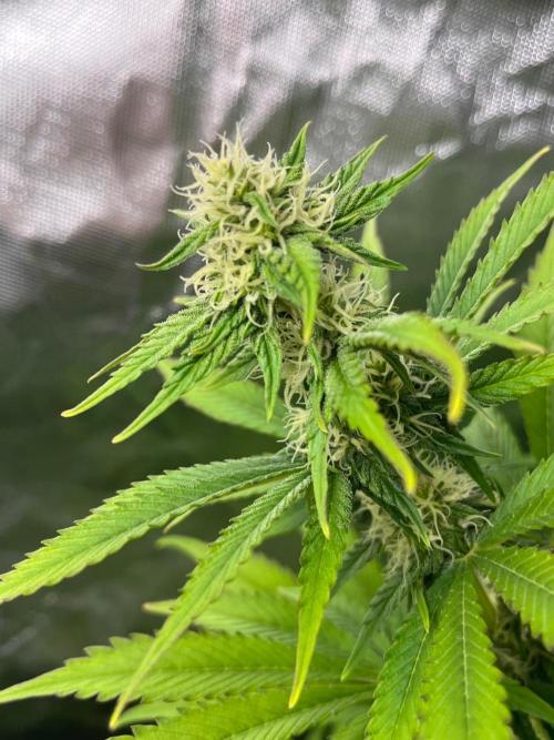 SweetSeeds f1 FV MR & SBC / M&O Grow#1 /. Week 4