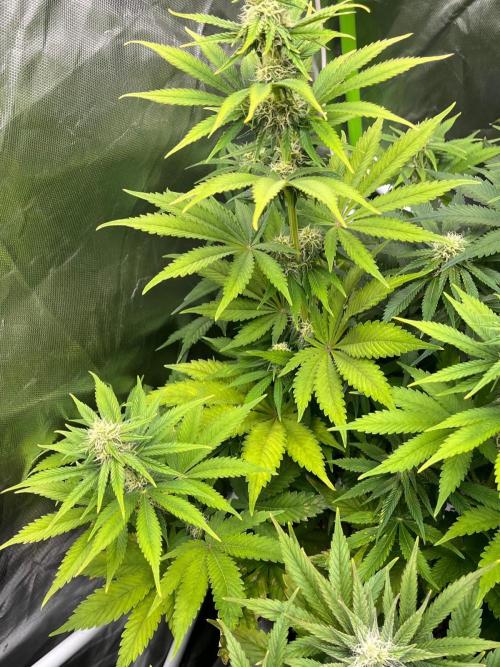 SweetSeeds f1 FV MR & SBC / M&O Grow#1 /. Week 4