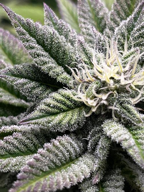 SweetSeeds f1 FV MR & SBC / M&O Grow#1 /. Week 4