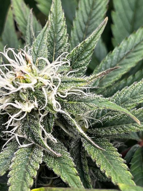 SweetSeeds f1 FV MR & SBC / M&O Grow#1 /. Week 4