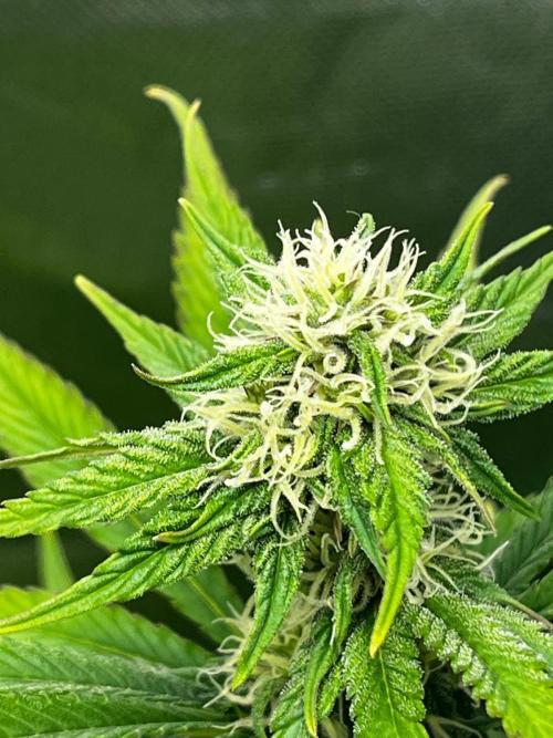 SweetSeeds f1 FV MR & SBC / M&O Grow#1 /. Week 4