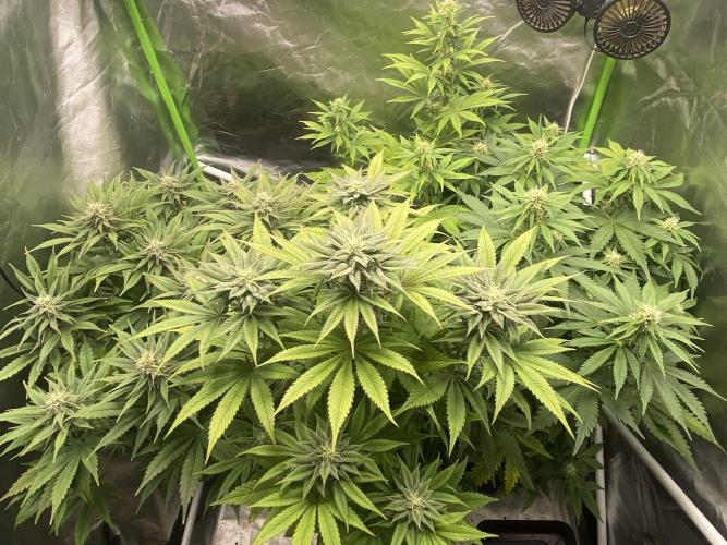 SweetSeeds f1 FV MR & SBC / M&O Grow#1 /. Week 4