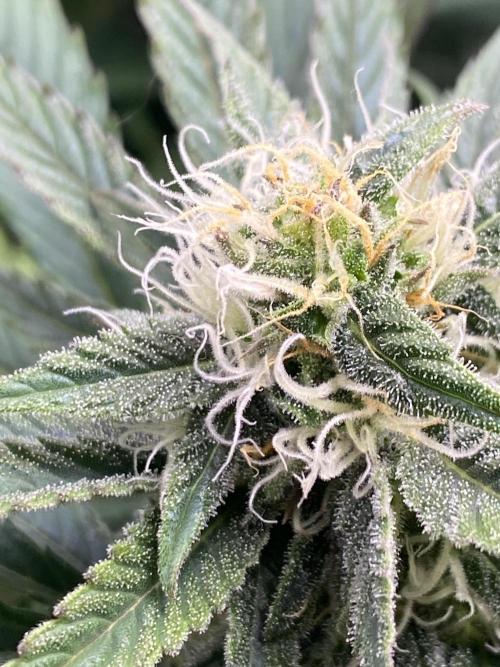 SweetSeeds f1 FV MR & SBC / M&O Grow#1 /. Week 4