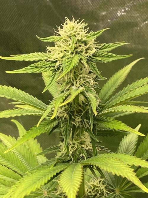 SweetSeeds f1 FV MR & SBC / M&O Grow#1 /. Week 4