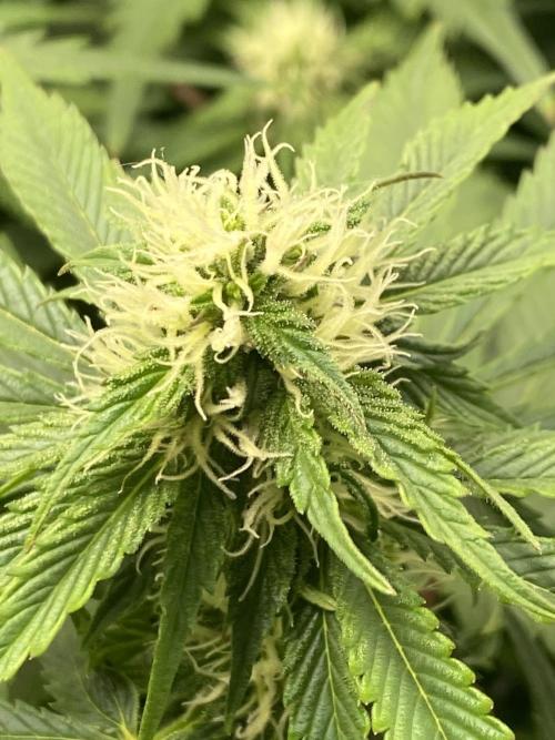 SweetSeeds f1 FV MR & SBC / M&O Grow#1 /. Week 4