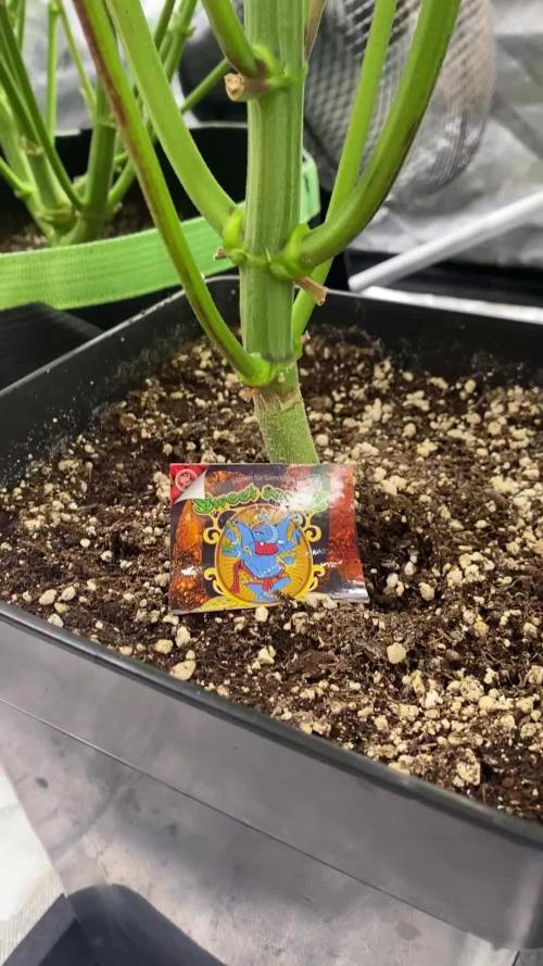 SweetSeeds f1 FV MR & SBC / M&O Grow#1 /