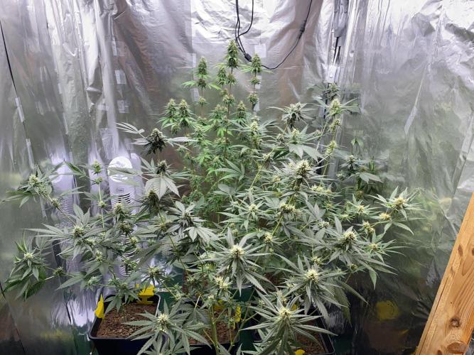 M&Ofirststeps. Week 12 - M&O#1