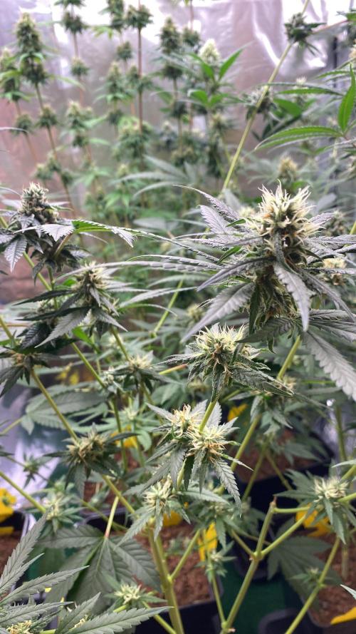 M&Ofirststeps. Week 12 - M&O#1