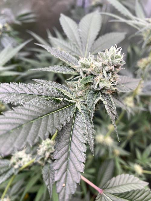 M&Ofirststeps. Week 12 - M&O#1