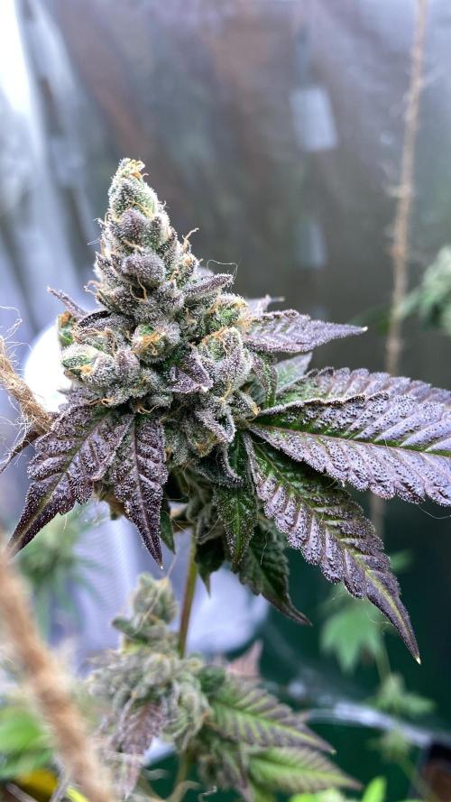 M&Ofirststeps. Week 12 - M&O#1