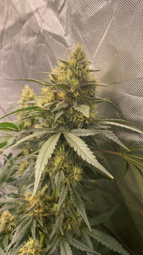 M&Ofirststeps. Week 12 - M&O#2