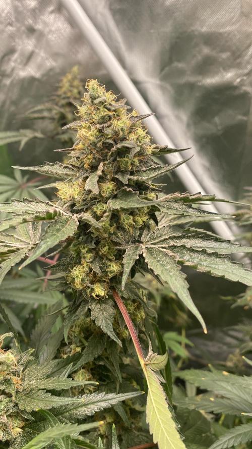 M&Ofirststeps. Week 12 - M&O#2